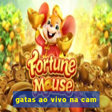 gatas ao vivo na cam